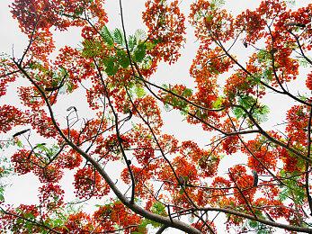 《NIDANA》Steam上线 少见梦境奇行探索