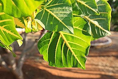 《Lords of Nysera》Steam页面上线 火纹风格战旗RPG